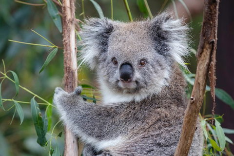 PRIVATE Great Ocean Road Tour And 12 Apostles With Wildlife Spotting - Accommodation Newcastle 7