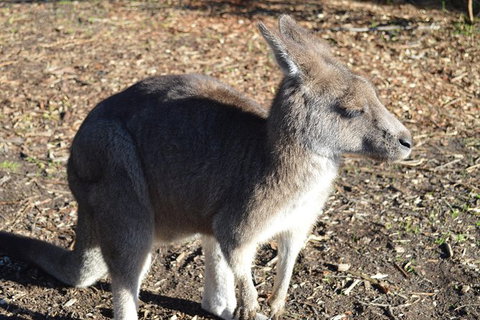 PRIVATE Great Ocean Road Tour And 12 Apostles With Wildlife Spotting - Accommodation Newcastle 2