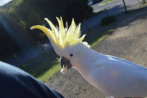 PRIVATE Great Ocean Road Tour And 12 Apostles With Wildlife Spotting - Accommodation Newcastle 3