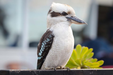 PRIVATE Great Ocean Road Tour And 12 Apostles With Wildlife Spotting - Accommodation Newcastle 9