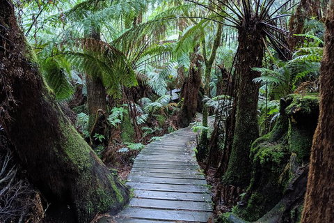 PRIVATE Great Ocean Road Tour And 12 Apostles With Wildlife Spotting - Accommodation Newcastle 8