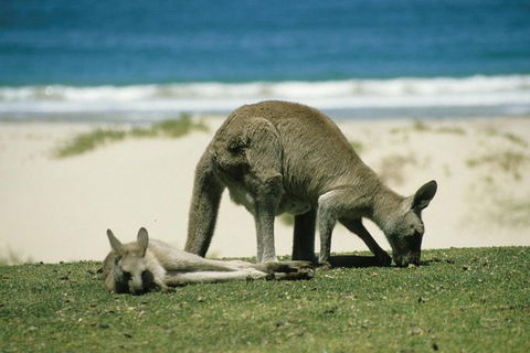 LGBT+ Friendly 12-Hour Great Ocean Road Private Tour - Accommodation Newcastle 3