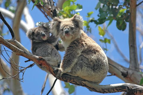 LGBT+ Friendly 12-Hour Great Ocean Road Private Tour - Accommodation Newcastle 8