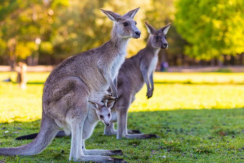 LGBT+ Friendly Full Day Phillip Island Private Tour - Accommodation Newcastle 2
