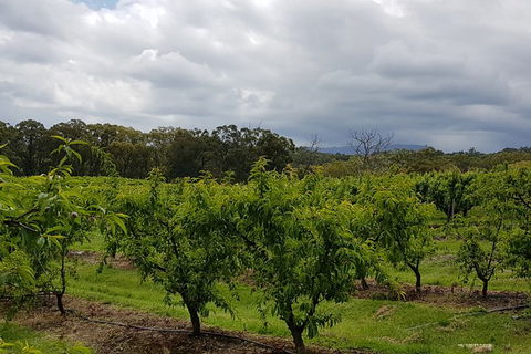 Day Tour Of Yarra Valley Puffing Billy And Rayners Orchard - Accommodation Newcastle 42