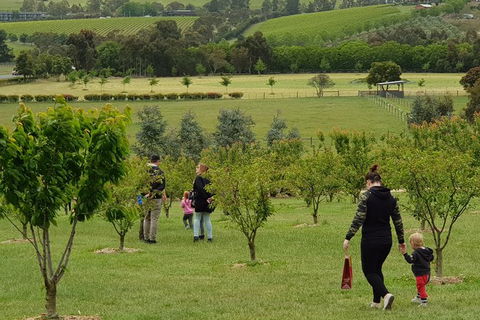Day Tour Of Yarra Valley Puffing Billy And Rayners Orchard - Accommodation Newcastle 36