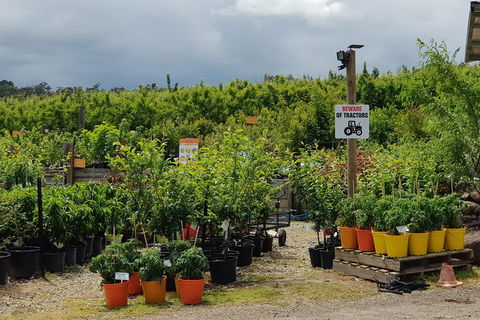 Day Tour Of Yarra Valley Puffing Billy And Rayners Orchard - Accommodation Newcastle 46