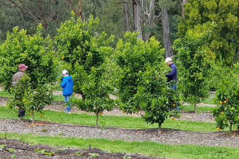 Day Tour Of Yarra Valley Puffing Billy And Rayners Orchard - Accommodation Newcastle 1