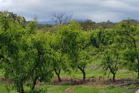 Day Tour Of Yarra Valley Puffing Billy And Rayners Orchard - Accommodation Newcastle 41