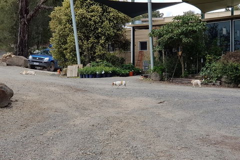 Day Tour Of Yarra Valley Puffing Billy And Rayners Orchard - Accommodation Newcastle 26