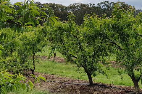 Day Tour Of Yarra Valley Puffing Billy And Rayners Orchard - Accommodation Newcastle 49