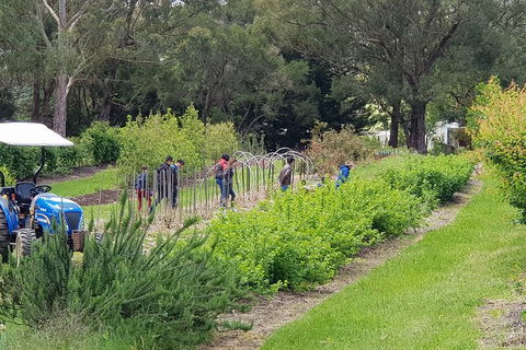 Day Tour Of Yarra Valley Puffing Billy And Rayners Orchard - Accommodation Newcastle 29