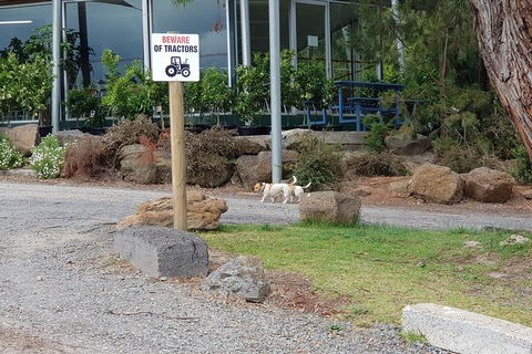 Day Tour Of Yarra Valley Puffing Billy And Rayners Orchard - Accommodation Newcastle 2