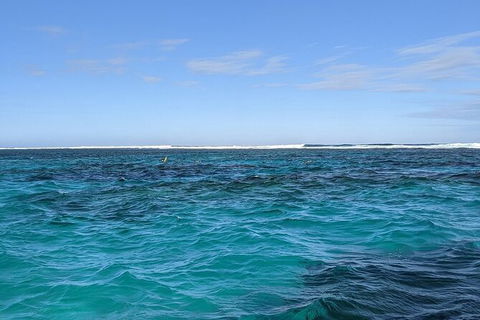 Marine Eco Safari - Swim With Manta Rays - Accommodation Newcastle 2
