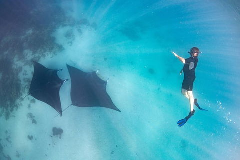 Marine Eco Safari - Swim With Manta Rays - Accommodation Newcastle 1