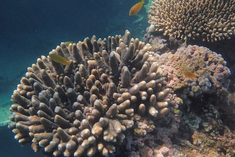 Marine Eco Safari - Swim With Manta Rays - Accommodation Newcastle 5