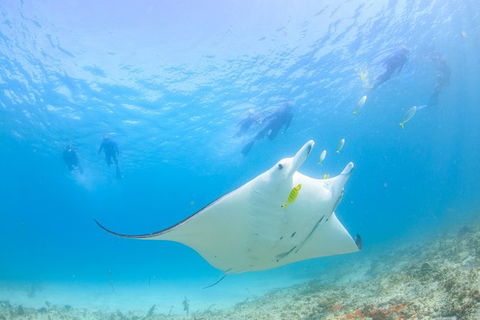 Marine Eco Safari - Swim With Manta Rays - Accommodation Newcastle 0