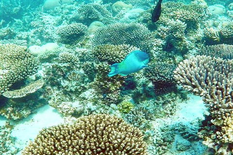 Marine Eco Safari - Swim With Manta Rays - Accommodation Newcastle 3