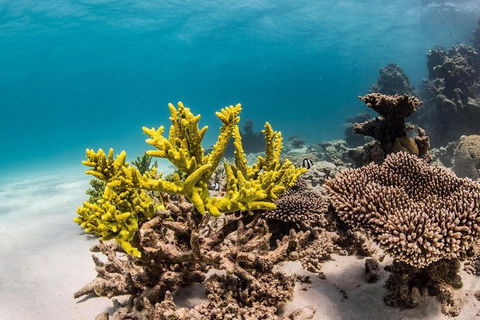 Coral Bay 1-Hour Coral Viewing - Accommodation Newcastle 4