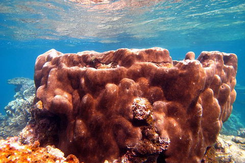 Coral Bay 1-Hour Coral Viewing - Accommodation Newcastle 5