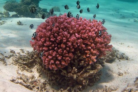 Coral Bay 1-Hour Coral Viewing - Accommodation Newcastle 2