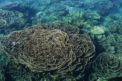 Coral Bay 1-Hour Coral Viewing - Accommodation Newcastle 6