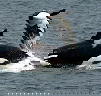 Bremer Canyon Orca Experience - Accommodation Newcastle