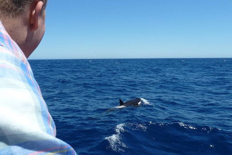 Full-Day Killer Whale Expedition From Albany - Accommodation Newcastle 1