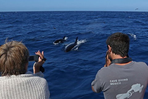 Full-Day Killer Whale Expedition From Albany - Accommodation Newcastle 2