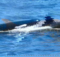 Full-Day Killer Whale Expedition from Albany - Accommodation Newcastle