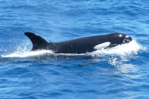 Full-Day Killer Whale Expedition From Albany - Accommodation Newcastle 0