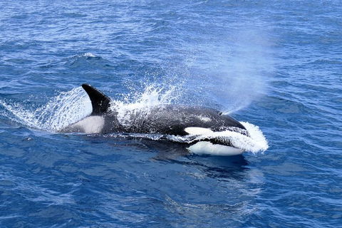Full-Day Killer Whale Expedition From Albany - Accommodation Newcastle 3