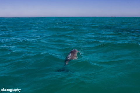 Ningaloo Immersion Private Charter - Accommodation Newcastle 1
