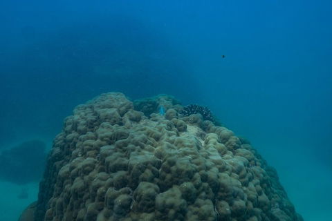 Ningaloo Immersion Private Charter - Accommodation Newcastle 4
