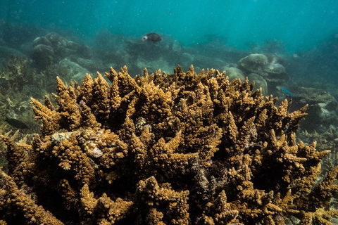 Ningaloo Immersion Private Charter - Accommodation Newcastle 6