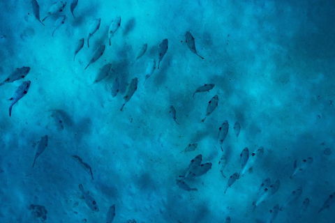 Ningaloo Immersion Private Charter - Accommodation Newcastle 2