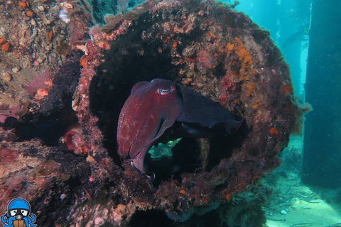 PADI Open Water Course - Accommodation Newcastle 1