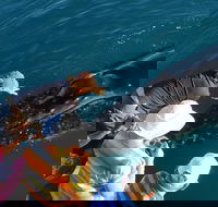 AOC Broome Whale Watching - Accommodation Newcastle