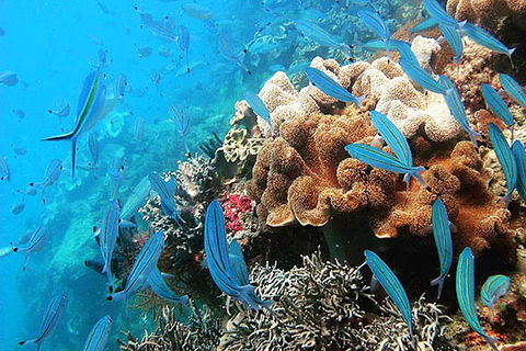 Ocean Free & Ocean Freedom - Cairns Premier Reef And Island Tours - Accommodation Newcastle 5