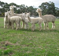 Blackgate Lodge Alpaca Stud - Accommodation Newcastle