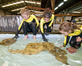 Australian Shark And Ray Centre - Accommodation Newcastle 0