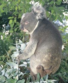 Whiteman Park - Accommodation Newcastle 0