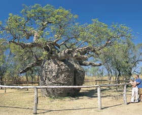 Boab Prison Tree - Accommodation Newcastle 0