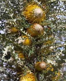 Woylie Walk, Dryandra Woodland - Accommodation Newcastle 0