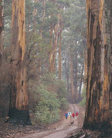 Beedelup National Park - Accommodation Newcastle 0