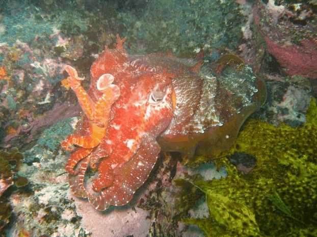 Jervis Bay Dive Charters - Accommodation Newcastle 0