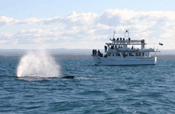 Dolphin Watch Cruises - Accommodation Newcastle 0