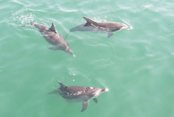 Dolphin Watch Cruises - Accommodation Newcastle 1