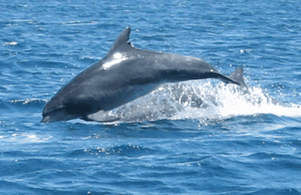 Dolphin Watch Cruises - Accommodation Newcastle 3