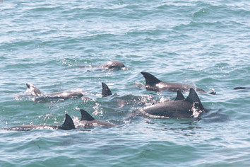 Dolphin Watch Cruises - Accommodation Newcastle 4